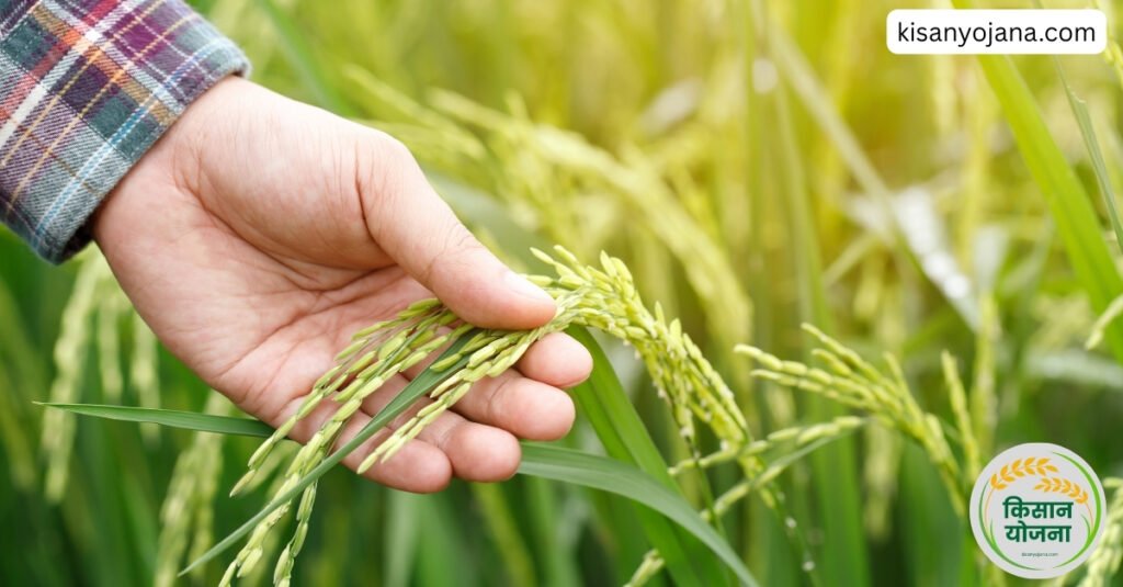 PM Kisan Yojana 21st Installment 2025 – किसान को खाते में ₹2000 की राशि मिलती हुई