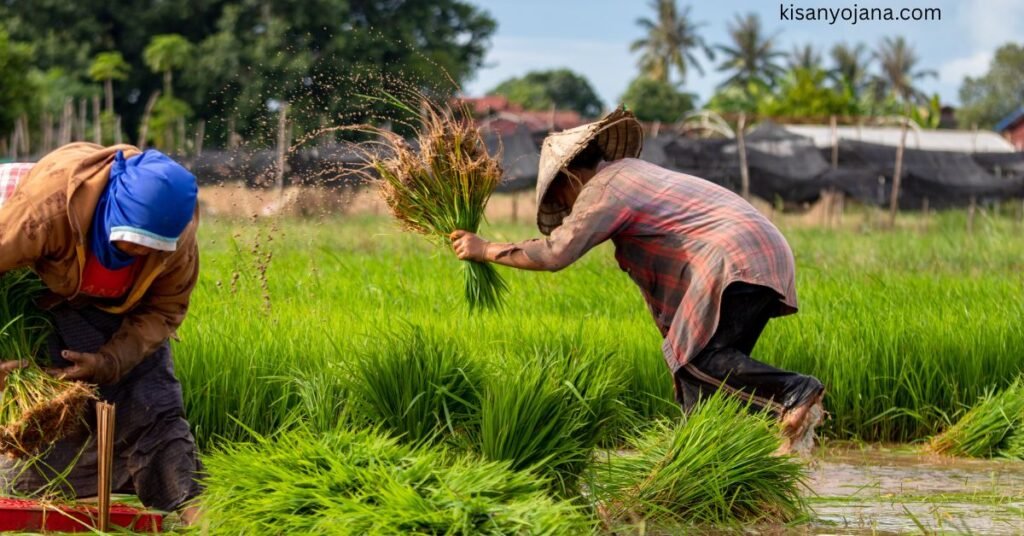 महिला किसान योजना महाराष्ट्र – खेत में काम करती महिला किसान की छवि